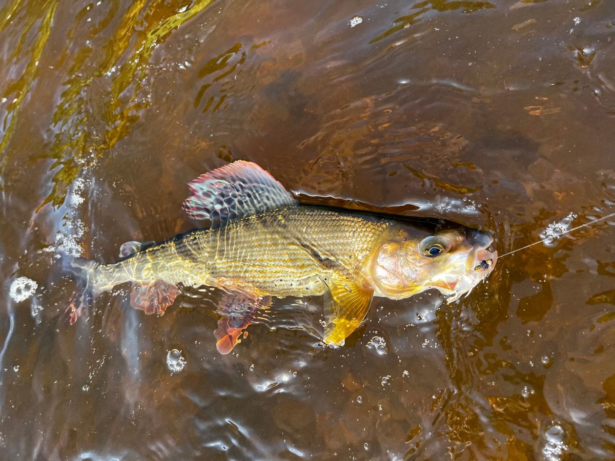 Golden grayling with a big dorsal fin, hooked on a small nymph in the river
