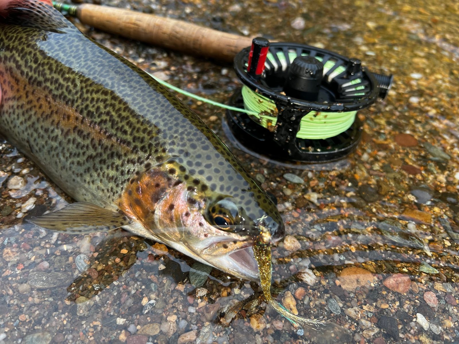 Rainbow trout caught on a streamer fly, lying in shallow water next to a fly rod and reel