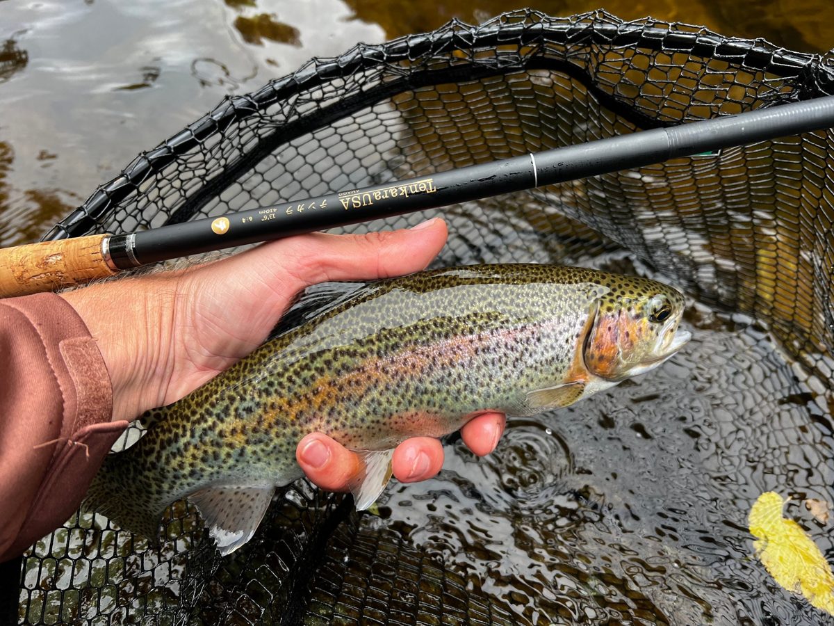 Rainbow trout held over a landing net next to a Tenkara USA rod