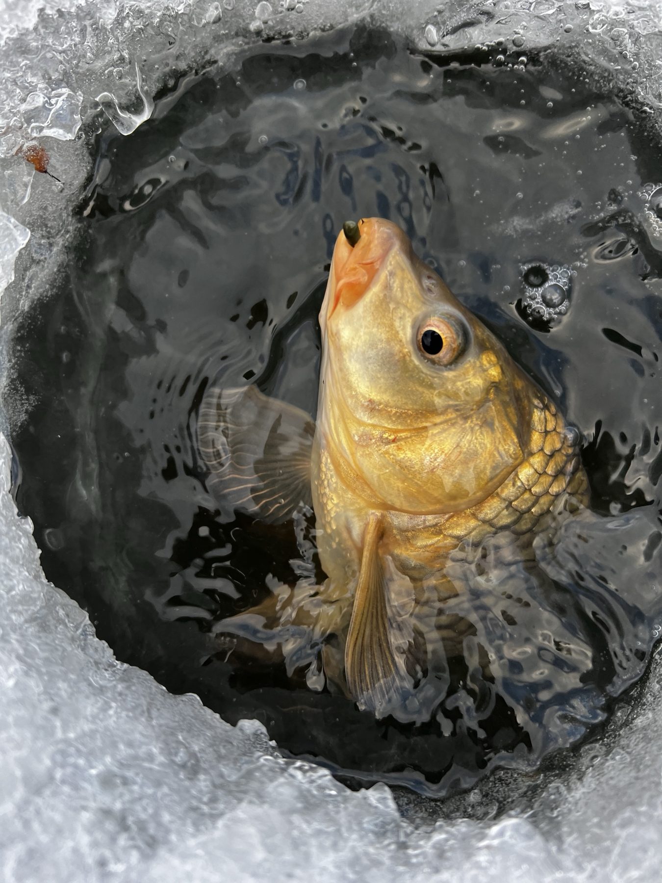 A golden fish coming up through an ice hole, hooked on a small jig