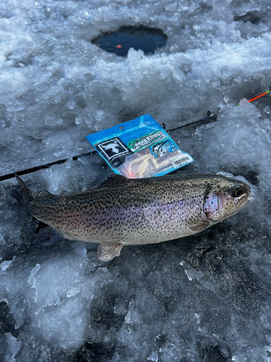 Rainbow trout on the ice next to an ice hole, a short rod and a pack of small soft plastic lures