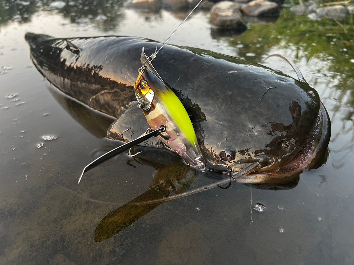 Big catfish in shallow water with a yellow crankbait in its mouth