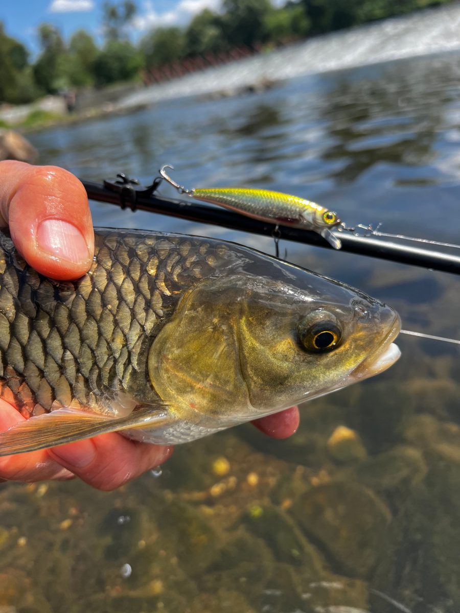 Chub caught on a small minnow lure, held next to the rod above a river weir