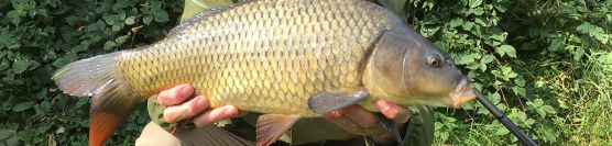Carp fishing school