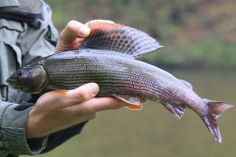 Flyfishing guide service