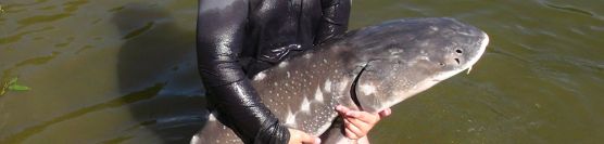 White sturgeon on live bait