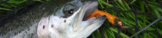 Lake fly fishing in Krkonose