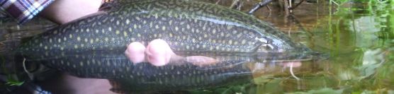 Chasing rainbows and brookies