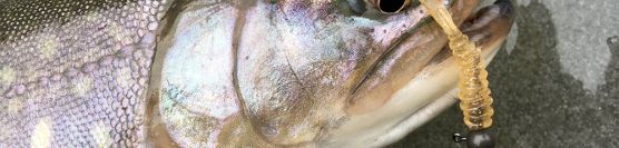 Ice fishing introduction