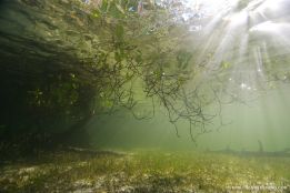 The main fish species in Bohemia